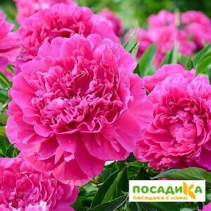 Пион Патио Лондон купить по цене от 430р. в интернет-магазине «Посадика» с доставкой почтой в в Москве и по всей России – [изображение №1].