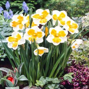 Нарцисс махровый Триколлет купить по цене от 200.00р. в интернет-магазине «Посадика» с доставкой почтой в в Москве и по всей России – [изображение №1].