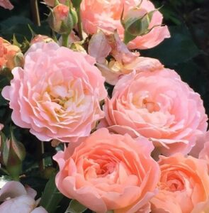 Роза Бордюр Априкот купить по цене от 400.00р. в интернет-магазине «Посадика» с доставкой почтой в в Москве и по всей России – [изображение №1].