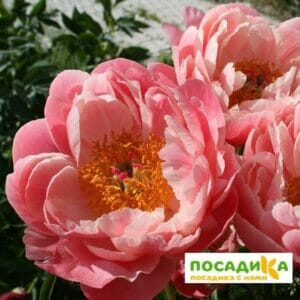 Пион ИТО-гибрид Корал суприм купить по цене от 899р. в интернет-магазине «Посадика» с доставкой почтой в в Москве и по всей России – [изображение №1].