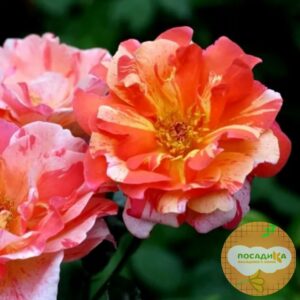 Роза флорибунда Поль Гоген купить по цене от 429.00р. в интернет-магазине «Посадика» с доставкой почтой в в Москве и по всей России – [изображение №1].