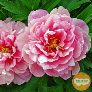 Пион Пинк Дабл купить по цене от 330р. в интернет-магазине «Посадика» с доставкой почтой в в Москве и по всей России – [изображение №1].