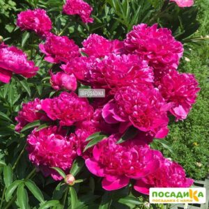 Пион Карл Розенфельд купить по цене от 400р. в интернет-магазине «Посадика» с доставкой почтой в в Москве и по всей России – [изображение №1].