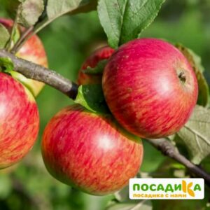 Яблоня Медуница купить по цене от 390.00р. в интернет-магазине «Посадика» с доставкой почтой в в Москве и по всей России – [изображение №1].