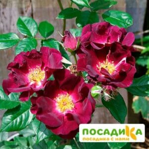 Роза плетистая  Найт Оул купить по цене от 350.00р. в интернет-магазине «Посадика» с доставкой почтой в в Москве и по всей России – [изображение №1].