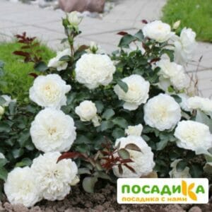 Роза ПОЧВОПОКРОВНАЯ Вайт Мейдиланд купить по цене от 429.00р. в интернет-магазине «Посадика» с доставкой почтой в в Москве и по всей России – [изображение №1].